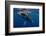 Humpback Whale Calf, Reunion Island-Cédric Péneau-Framed Photographic Print