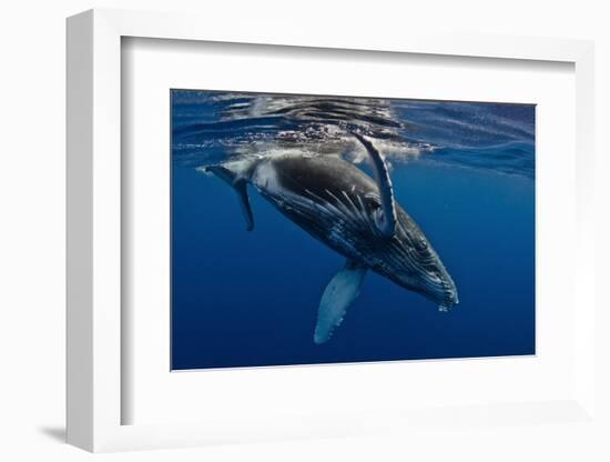 Humpback Whale Calf, Reunion Island-Cédric Péneau-Framed Photographic Print