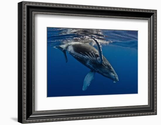 Humpback Whale Calf, Reunion Island-Cédric Péneau-Framed Photographic Print