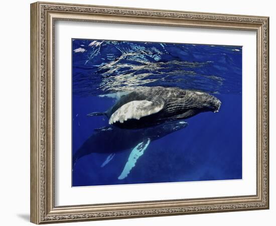 Humpback Whale Calf, Silver Bank, Domincan Republic-Rebecca Jackrel-Framed Photographic Print