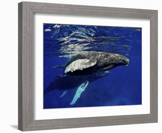 Humpback Whale Calf, Silver Bank, Domincan Republic-Rebecca Jackrel-Framed Photographic Print