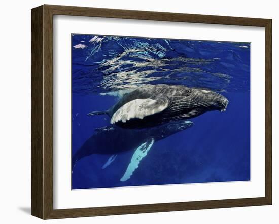 Humpback Whale Calf, Silver Bank, Domincan Republic-Rebecca Jackrel-Framed Photographic Print