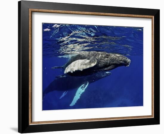 Humpback Whale Calf, Silver Bank, Domincan Republic-Rebecca Jackrel-Framed Photographic Print