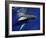 Humpback Whale Calf, Silver Bank, Domincan Republic-Rebecca Jackrel-Framed Photographic Print