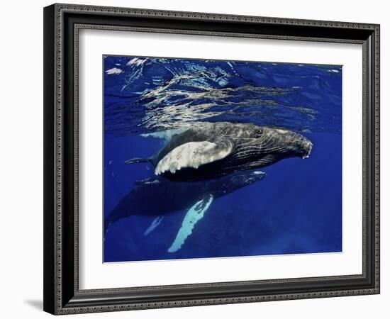 Humpback Whale Calf, Silver Bank, Domincan Republic-Rebecca Jackrel-Framed Photographic Print