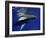 Humpback Whale Calf, Silver Bank, Domincan Republic-Rebecca Jackrel-Framed Photographic Print