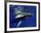 Humpback Whale Calf, Silver Bank, Domincan Republic-Rebecca Jackrel-Framed Photographic Print