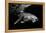 Humpback Whale calf-Barathieu Gabriel-Framed Premier Image Canvas