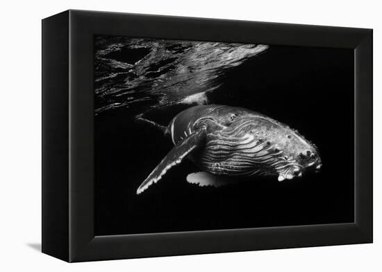 Humpback Whale calf-Barathieu Gabriel-Framed Premier Image Canvas