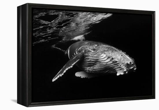 Humpback Whale calf-Barathieu Gabriel-Framed Premier Image Canvas