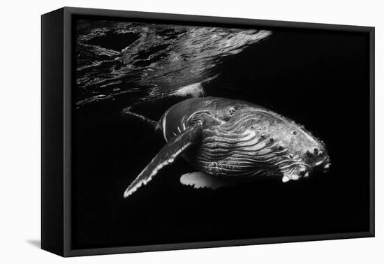 Humpback Whale calf-Barathieu Gabriel-Framed Premier Image Canvas