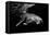 Humpback Whale calf-Barathieu Gabriel-Framed Premier Image Canvas