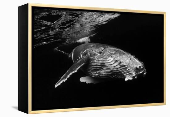 Humpback Whale calf-Barathieu Gabriel-Framed Premier Image Canvas