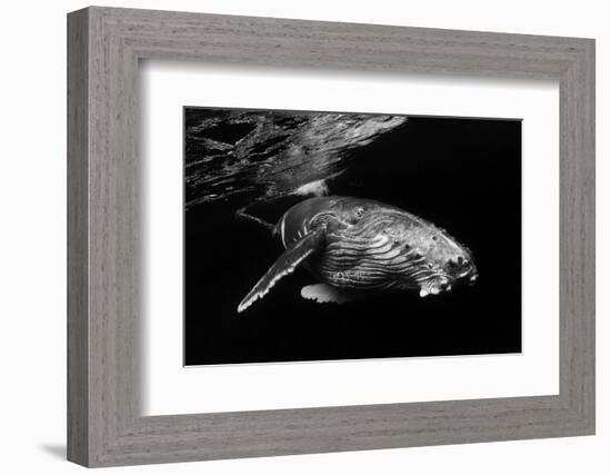 Humpback Whale calf-Barathieu Gabriel-Framed Photographic Print