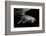 Humpback Whale calf-Barathieu Gabriel-Framed Photographic Print