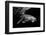 Humpback Whale calf-Barathieu Gabriel-Framed Photographic Print