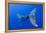 Humpback Whale Diving from Surface-Paul Souders-Framed Premier Image Canvas