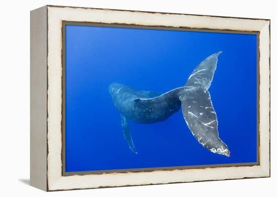 Humpback Whale Diving from Surface-Paul Souders-Framed Premier Image Canvas