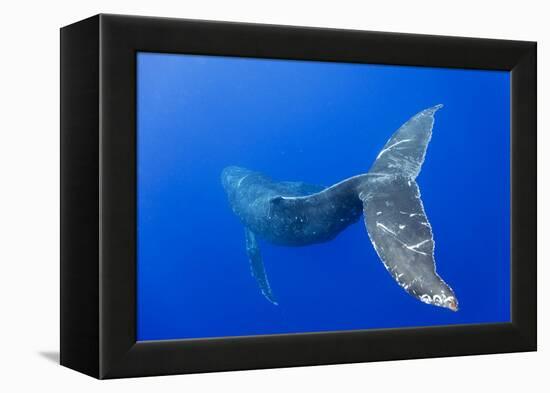 Humpback Whale Diving from Surface-Paul Souders-Framed Premier Image Canvas