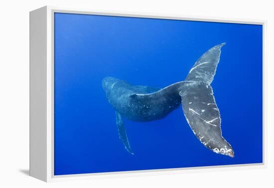 Humpback Whale Diving from Surface-Paul Souders-Framed Premier Image Canvas