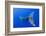 Humpback Whale Diving from Surface-Paul Souders-Framed Premium Photographic Print