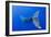 Humpback Whale Diving from Surface-Paul Souders-Framed Photographic Print