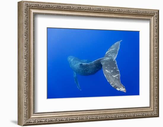 Humpback Whale Diving from Surface-Paul Souders-Framed Photographic Print