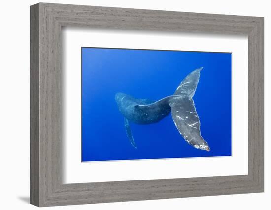 Humpback Whale Diving from Surface-Paul Souders-Framed Photographic Print