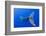 Humpback Whale Diving from Surface-Paul Souders-Framed Photographic Print