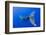 Humpback Whale Diving from Surface-Paul Souders-Framed Photographic Print