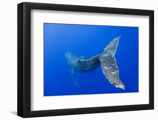 Humpback Whale Diving from Surface-Paul Souders-Framed Photographic Print