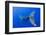 Humpback Whale Diving from Surface-Paul Souders-Framed Photographic Print