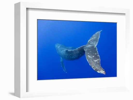 Humpback Whale Diving from Surface-Paul Souders-Framed Photographic Print