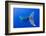 Humpback Whale Diving from Surface-Paul Souders-Framed Photographic Print