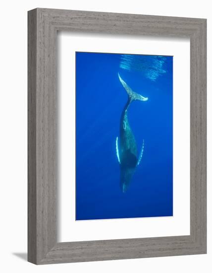 Humpback whale diving into the depths, Hawaii-David Fleetham-Framed Photographic Print