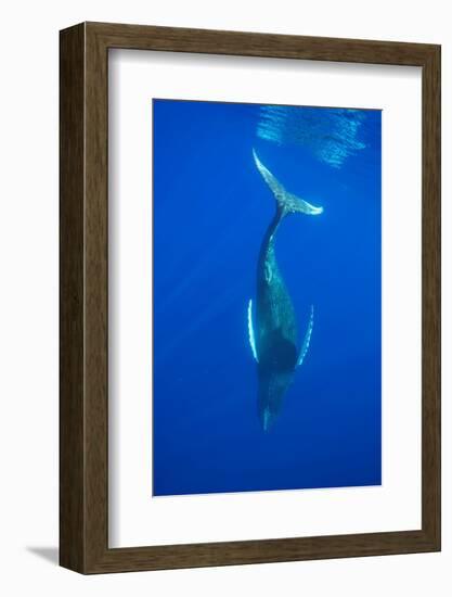 Humpback whale diving into the depths, Hawaii-David Fleetham-Framed Photographic Print