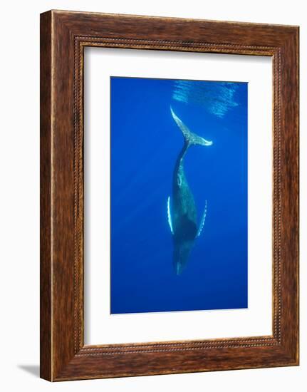 Humpback whale diving into the depths, Hawaii-David Fleetham-Framed Photographic Print