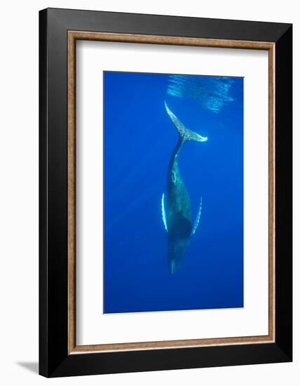 Humpback whale diving into the depths, Hawaii-David Fleetham-Framed Photographic Print