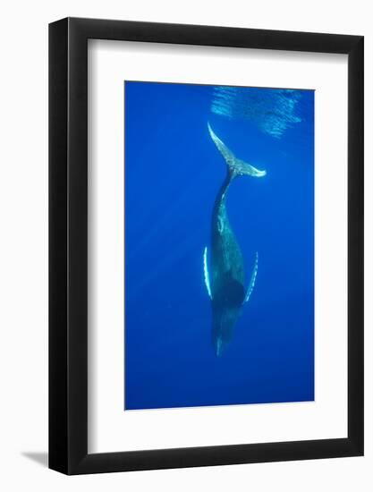 Humpback whale diving into the depths, Hawaii-David Fleetham-Framed Photographic Print