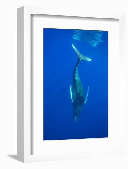 Humpback whale diving into the depths, Hawaii-David Fleetham-Framed Photographic Print