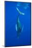 Humpback whale diving into the depths, Hawaii-David Fleetham-Mounted Photographic Print