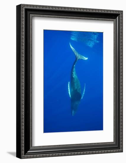 Humpback whale diving into the depths, Hawaii-David Fleetham-Framed Photographic Print