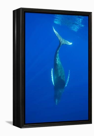 Humpback whale diving into the depths, Hawaii-David Fleetham-Framed Premier Image Canvas