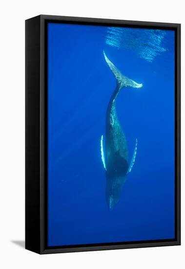 Humpback whale diving into the depths, Hawaii-David Fleetham-Framed Premier Image Canvas