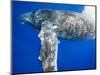 Humpback Whale Diving Near Surface-Paul Souders-Mounted Photographic Print