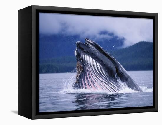 Humpback Whale Feeding in Frederick Sound in Alaska-Paul Souders-Framed Premier Image Canvas