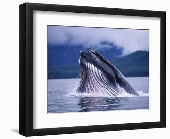 Humpback Whale Feeding in Frederick Sound in Alaska-Paul Souders-Framed Photographic Print