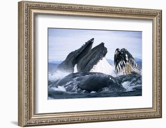 Humpback Whale feeding (Megaptera novaeangliae). Frederick Sd, S. E. Alaska-Duncan Murrell-Framed Photographic Print