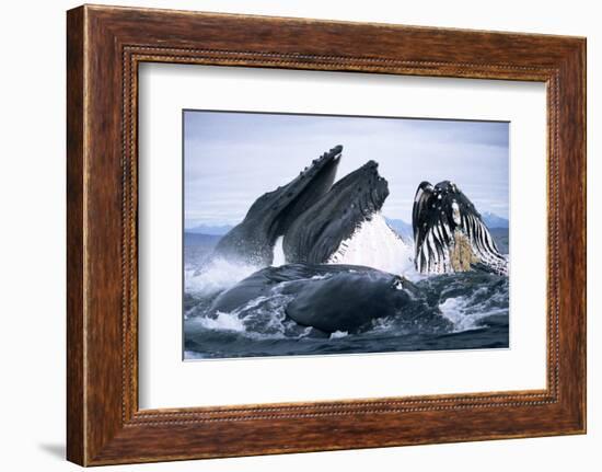 Humpback Whale feeding (Megaptera novaeangliae). Frederick Sd, S. E. Alaska-Duncan Murrell-Framed Photographic Print