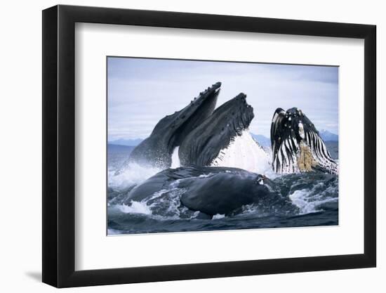 Humpback Whale feeding (Megaptera novaeangliae). Frederick Sd, S. E. Alaska-Duncan Murrell-Framed Photographic Print